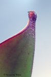 Heliamphora exappendiculata (Chimanta Tepui, Venezuela) new clone - kliknij aby zobaczyć zdjęcie. Heliamphora exappendiculata (Chimanta Tepui, Venezuela) new clone