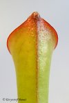 Heliamphora exappendiculata (Chimanta Tepui, Venezuela) new clone - kliknij aby zobaczyć zdjęcie. Heliamphora exappendiculata (Chimanta Tepui, Venezuela) new clone