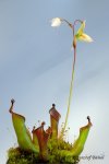 Heliamphora x? - kliknij aby zobaczyć zdjęcie. Heliamphora x?