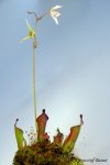 Heliamphora x? - kliknij aby zobaczyć zdjęcie. Heliamphora x?