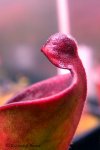 Heliamphora purpurascens - kliknij aby zobaczyć zdjęcie. Heliamphora purpurascens