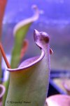 Heliamphora purpurascens (Ptari Tepui) - kliknij aby zobaczyć zdjęcie. Heliamphora purpurascens (Ptari Tepui)