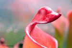 Heliamphora purpurascens (Ptari Tepui) - kliknij aby zobaczyć zdjęcie. Heliamphora purpurascens (Ptari Tepui)