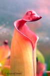 Heliamphora purpurascens (Ptari Tepui) - kliknij aby zobaczyć zdjęcie. Heliamphora purpurascens (Ptari Tepui)