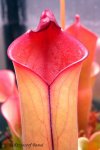 Heliamphora purpurascens (Ptari Tepui) - kliknij aby zobaczyć zdjęcie. Heliamphora purpurascens (Ptari Tepui)