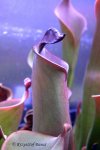 Heliamphora purpurascens (Ptari Tepui) - kliknij aby zobaczyć zdjęcie. Heliamphora purpurascens (Ptari Tepui)