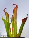 Heliamphora neblinae (Cerro Neblina, Brazil, Venezuela) - kliknij aby zobaczyć zdjęcie. Heliamphora neblinae (Cerro Neblina, Brazil, Venezuela)