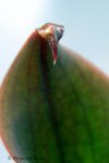 Heliamphora neblinae (Cerro Neblina, Brazil, Venezuela) - kliknij aby zobaczyć zdjęcie. Heliamphora neblinae (Cerro Neblina, Brazil, Venezuela)