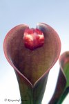Heliamphora neblinae (Cerro Neblina, Brazil, Venezuela) - kliknij aby zobaczyć zdjęcie. Heliamphora neblinae (Cerro Neblina, Brazil, Venezuela)