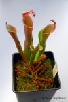 Heliamphora neblinae (Cerro Neblina, Brazil, Venezuela) - kliknij aby zobaczyć zdjęcie. Heliamphora neblinae (Cerro Neblina, Brazil, Venezuela)