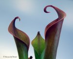 Heliamphora neblinae (Cerro Neblina, Brazil, Venezuela) - kliknij aby zobaczyć zdjęcie. Heliamphora neblinae (Cerro Neblina, Brazil, Venezuela)