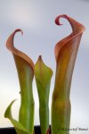 Heliamphora neblinae (Cerro Neblina, Brazil, Venezuela) - kliknij aby zobaczyć zdjęcie. Heliamphora neblinae (Cerro Neblina, Brazil, Venezuela)