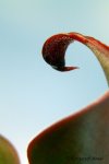Heliamphora neblinae (Cerro Neblina, Brazil, Venezuela) - kliknij aby zobaczyć zdjęcie. Heliamphora neblinae (Cerro Neblina, Brazil, Venezuela)