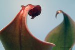 Heliamphora neblinae (Cerro Neblina, Brazil, Venezuela) - kliknij aby zobaczyć zdjęcie. Heliamphora neblinae (Cerro Neblina, Brazil, Venezuela)