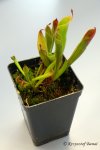 Heliamphora huberi (Amuri Tepui, Venezuela) - kliknij aby zobaczyć zdjęcie. Heliamphora huberi (Amuri Tepui, Venezuela)