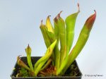 Heliamphora huberi (Amuri Tepui, Venezuela) - kliknij aby zobaczyć zdjęcie. Heliamphora huberi (Amuri Tepui, Venezuela)