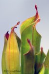 Heliamphora huberi (Amuri Tepui, Venezuela) - kliknij aby zobaczyć zdjęcie. Heliamphora huberi (Amuri Tepui, Venezuela)