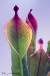 Heliamphora huberi (Amuri Tepui, Venezuela) - kliknij aby zobaczyć zdjęcie. Heliamphora huberi (Amuri Tepui, Venezuela)
