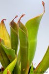 Heliamphora huberi (Amuri Tepui, Venezuela) - kliknij aby zobaczyć zdjęcie. Heliamphora huberi (Amuri Tepui, Venezuela)