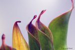 Heliamphora huberi (Amuri Tepui, Venezuela) - kliknij aby zobaczyć zdjęcie. Heliamphora huberi (Amuri Tepui, Venezuela)