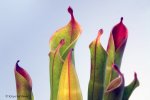 Heliamphora huberi (Amuri Tepui, Venezuela) - kliknij aby zobaczyć zdjęcie. Heliamphora huberi (Amuri Tepui, Venezuela)