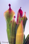Heliamphora huberi (Amuri Tepui, Venezuela) - kliknij aby zobaczyć zdjęcie. Heliamphora huberi (Amuri Tepui, Venezuela)