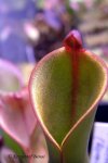 Heliamphora nutans (Roraima) - kliknij aby zobaczyć zdjęcie. Heliamphora nutans (Roraima)