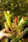 Heliamphora folliculata (Aparaman Tepui, Venezuela) - kliknij aby zobaczyć zdjęcie. Heliamphora folliculata (Aparaman Tepui, Venezuela)