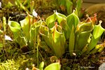 Heliamphora minor - kliknij aby zobaczyć zdjęcie. Heliamphora minor