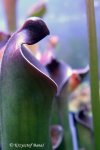 Heliamphora purpurascens - kliknij aby zobaczyć zdjęcie. Heliamphora purpurascens