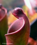 Heliamphora purpurascens - kliknij aby zobaczyć zdjęcie. Heliamphora purpurascens