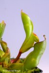 Heliamphora nutans (Kukenam Tepui) - kliknij aby zobaczyć zdjęcie. Heliamphora nutans (Kukenam Tepui)