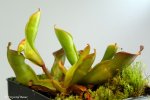 Heliamphora nutans (Kukenam Tepui) - kliknij aby zobaczyć zdjęcie. Heliamphora nutans (Kukenam Tepui)
