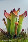 Heliamphora uncinata (Amuri Tepui, Venezuela) - kliknij aby zobaczyć zdjęcie. Heliamphora uncinata (Amuri Tepui, Venezuela)