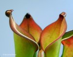 Heliamphora uncinata (Amuri Tepui, Venezuela) - kliknij aby zobaczyć zdjęcie. Heliamphora uncinata (Amuri Tepui, Venezuela)
