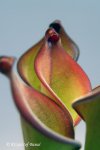 Heliamphora uncinata (Amuri Tepui, Venezuela) - kliknij aby zobaczyć zdjęcie. Heliamphora uncinata (Amuri Tepui, Venezuela)
