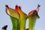 Heliamphora uncinata (Amuri Tepui, Venezuela) - kliknij aby zobaczyć zdjęcie. Heliamphora uncinata (Amuri Tepui, Venezuela)