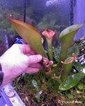 Heliamphora nutans - kliknij aby zobaczyć zdjęcie. Heliamphora nutans