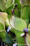 Heliamphora xxx kupiona od AW jako Heliamphora heterodoxa (Gran Sabana) - kliknij aby zobaczyć zdjęcie. Heliamphora xxx kupiona od AW jako Heliamphora heterodoxa (Gran Sabana)