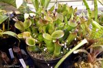 Heliamphora xxx kupiona od AW jako Heliamphora heterodoxa (Gran Sabana) - kliknij aby zobaczyć zdjęcie. Heliamphora xxx kupiona od AW jako Heliamphora heterodoxa (Gran Sabana)
