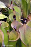 Heliamphora xxx kupiona od AW jako Heliamphora heterodoxa (Gran Sabana) - kliknij aby zobaczyć zdjęcie. Heliamphora xxx kupiona od AW jako Heliamphora heterodoxa (Gran Sabana)