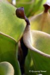Heliamphora xxx kupiona od AW jako Heliamphora heterodoxa (Gran Sabana) - kliknij aby zobaczyć zdjęcie. Heliamphora xxx kupiona od AW jako Heliamphora heterodoxa (Gran Sabana)