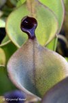 Heliamphora xxx kupiona od AW jako Heliamphora heterodoxa (Gran Sabana) - kliknij aby zobaczyć zdjęcie. Heliamphora xxx kupiona od AW jako Heliamphora heterodoxa (Gran Sabana)