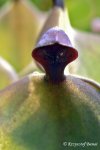 Heliamphora xxx kupiona od AW jako Heliamphora heterodoxa (Gran Sabana) - kliknij aby zobaczyć zdjęcie. Heliamphora xxx kupiona od AW jako Heliamphora heterodoxa (Gran Sabana)