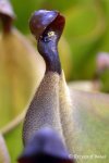 Heliamphora xxx kupiona od AW jako Heliamphora heterodoxa (Gran Sabana) - kliknij aby zobaczyć zdjęcie. Heliamphora xxx kupiona od AW jako Heliamphora heterodoxa (Gran Sabana)