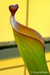 Heliamphora spec. nov. Angasima - kliknij aby zobaczyć zdjęcie. Heliamphora spec. nov. Angasima