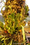 Heliamphora Midoxa - kliknij aby zobaczyć zdjęcie. Heliamphora Midoxa