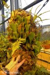 Heliamphora Midoxa - kliknij aby zobaczyć zdjęcie. Heliamphora Midoxa