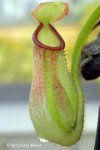 Nepenthes albomarginata Spotted Form (Ringlet, Cameron Highlands)