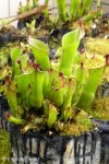 Heliamphora xxx kupiona od AW jako Heliamphora heterodoxa (Gran Sabana) - kliknij aby zobaczyć zdjęcie. Heliamphora xxx kupiona od AW jako Heliamphora heterodoxa (Gran Sabana)